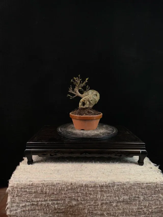 Bonsai Higuera