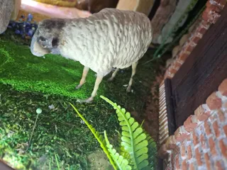 Figuras Belén Ovejas Olot