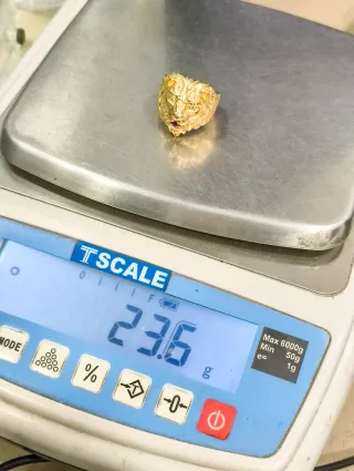 Anillo Caballero Cabeza León tallada Oro 18kt