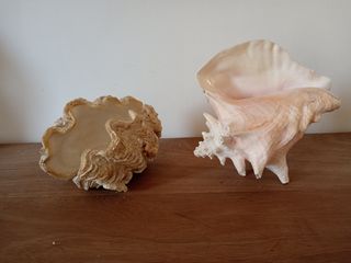 2 Conchiglie decorative
