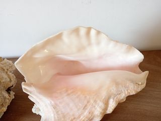 2 Conchiglie decorative