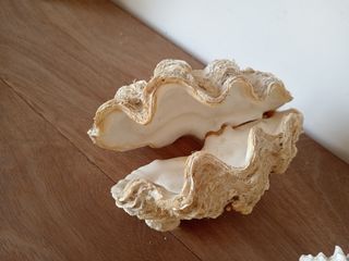 2 Conchiglie decorative