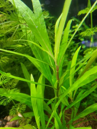 Hygrophila Costata. Planta de acuario