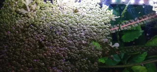 Porción Lenteja de agua