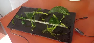 Planta Anubia para acuario