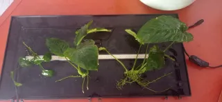 Planta Anubia para acuario