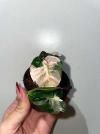 Alocasia Heart Balloon Pink