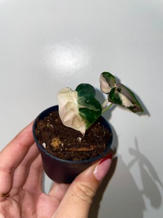 Alocasia Heart Balloon Pink