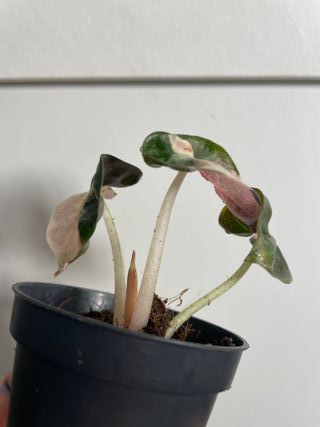 Alocasia Heart Balloon Pink