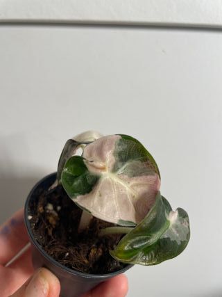 Alocasia Heart Balloon Pink