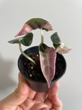 Alocasia Heart Balloon Pink