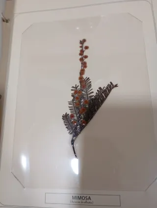 Fascículos la naturaleza en tus manos