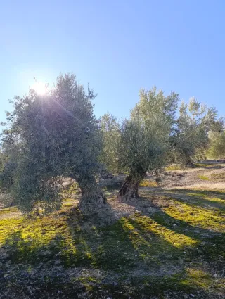 Olivar Frutero en Venta. OPORTUNIDAD!!!!!!!