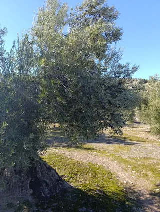 Olivar Frutero en Venta. OPORTUNIDAD!!!!!!!