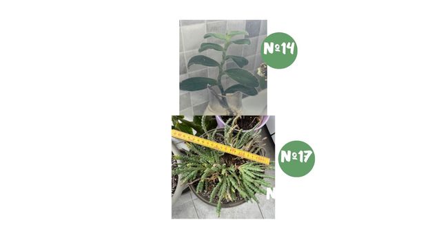 Plantas y cactus raros con descuento