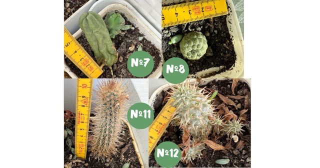 Plantas y cactus raros con descuento