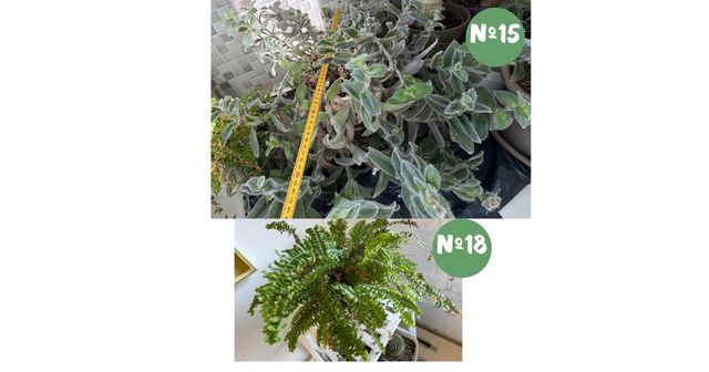 Plantas y cactus raros con descuento