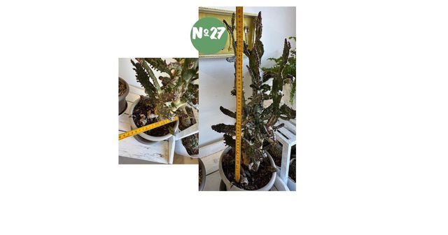 Plantas y cactus raros con descuento