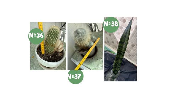 Plantas y cactus raros con descuento