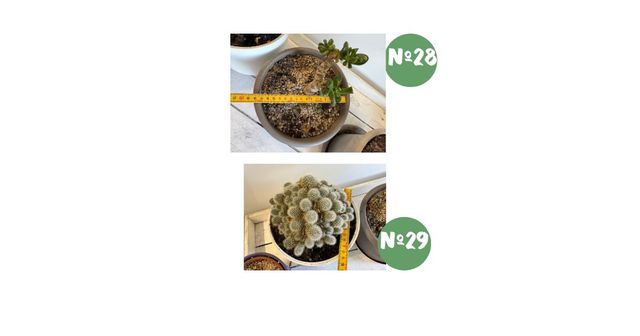 Plantas y cactus raros con descuento