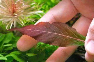 Hygrophila rubra-planta para acuarios