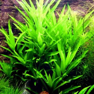 Hygrophila rubra-planta para acuarios