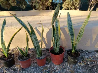 Sansevieria alta en maceta