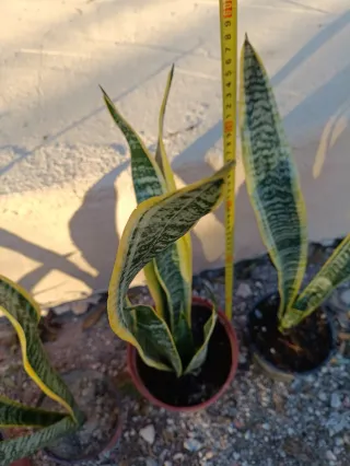Sansevieria alta en maceta