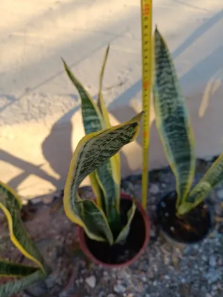 Sansevieria alta en maceta