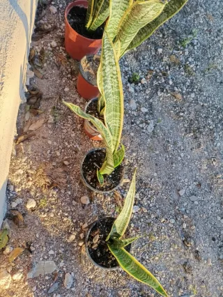 Sansevieria alta en maceta