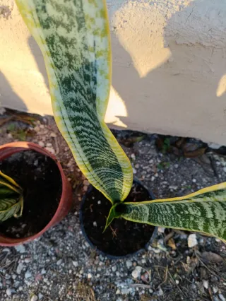 Sansevieria alta en maceta
