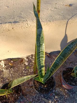 Sansevieria alta en maceta