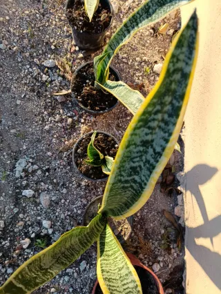 Sansevieria alta en maceta
