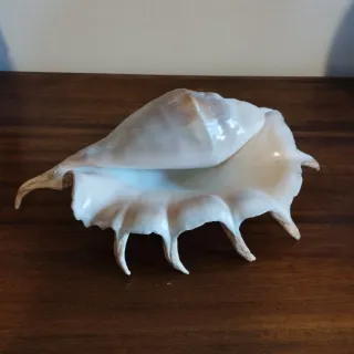 Conchiglia decorativa