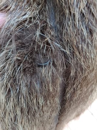 Abrigo cálido de piel.