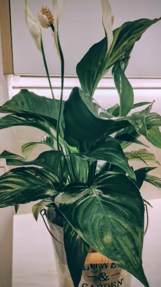 Planta lirio de la paz (spatifillum)