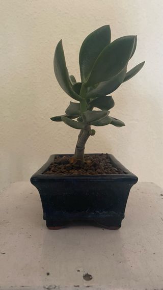 Planta de Jade en maceta
