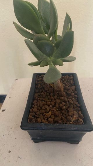 Planta de Jade en maceta
