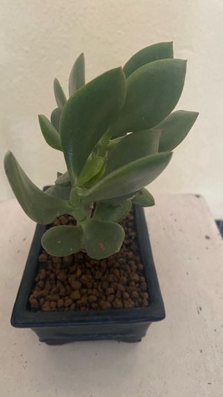 Planta de Jade en maceta