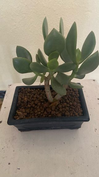Planta de Jade en maceta