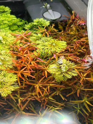 Acuario Strideways HighTech Montado 30L