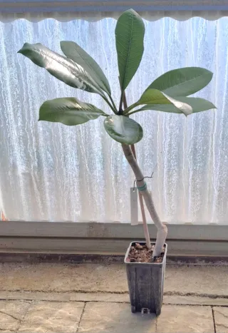 Plumeria Cerise, rosso- ciliegia