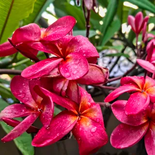 Plumeria Cerise, rosso- ciliegia