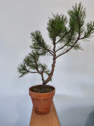 Bonsái Pino Negro