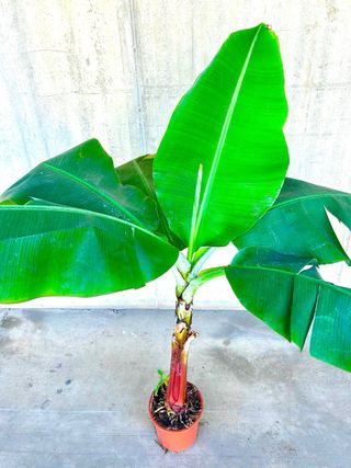 Planta interior/exterior Platanera Musa Dwarf