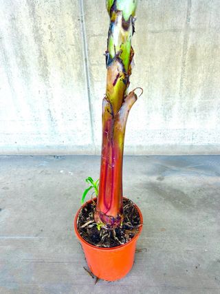 Planta interior/exterior Platanera Musa Dwarf