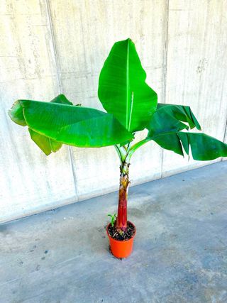 Planta interior/exterior Platanera Musa Dwarf