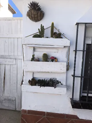 Cactus y Suculentas Variados. Todo lo que se ve