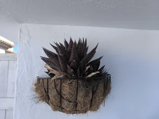 Cactus y Suculentas Variados. Todo lo que se ve