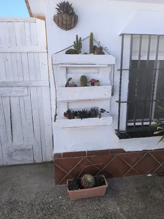 Cactus y Suculentas Variados. Todo lo que se ve